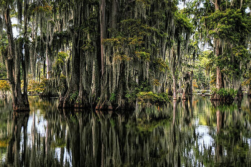 Bayou Poems - Modern Award-winning Bayou Poetry : All Poetry