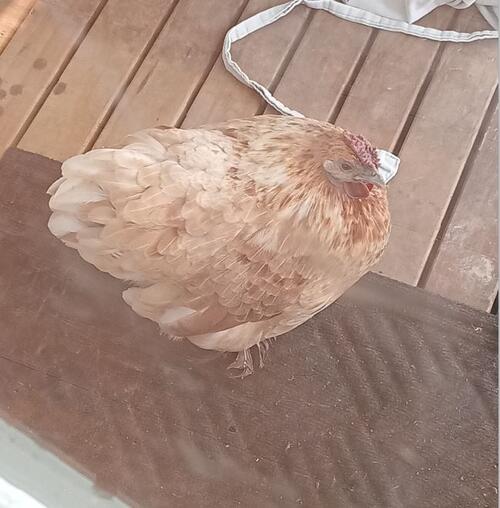 Maple the Lonely Chicken a poem by Keng All Poetry