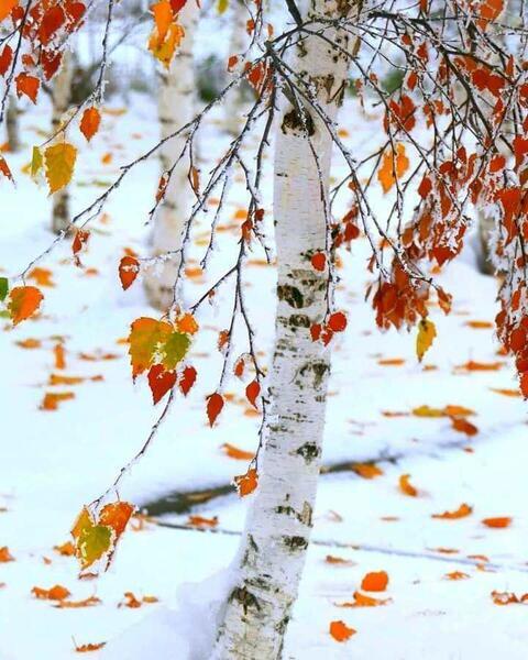 Birch Tree in Winter - a poem by Barbara G. - All Poetry