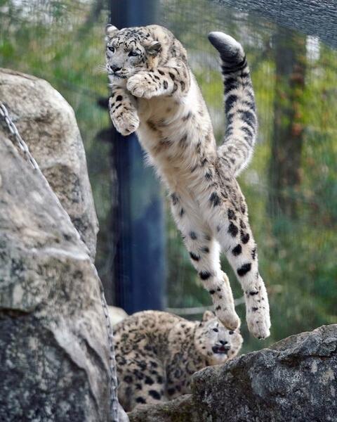 Snow leopard danger Poems - Modern Award-winning Snow leopard danger ...