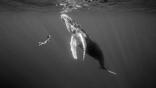 Whale Poems - Modern Award-winning Whale Poetry : All Poetry