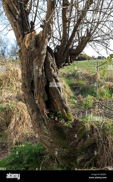 Hawthorn Tree - a poem by IvanSanders - All Poetry