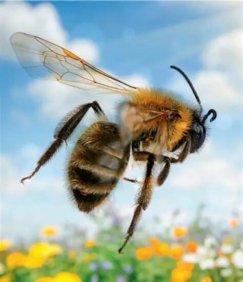 Zipping zigzagging bee - a poem by PinkFaerie5 - All Poetry