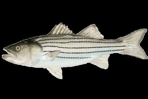 Stripers - a poem by M.L.Link - All Poetry