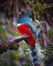[ call of the trogon ] - a poem by Kahlani - All Poetry