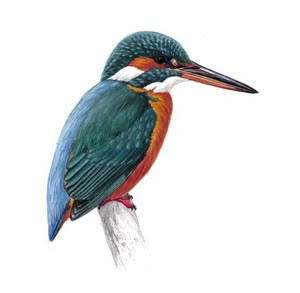 The Kingfisher By William H Davies - Famous Poems, Famous Poets. - All  Poetry