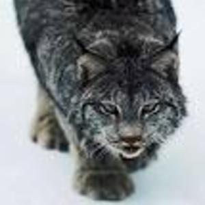 Ivyrose - poet at allpoetry