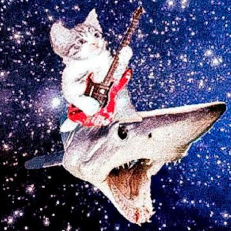 Pretty Collies Mellon Collie, Poet at AllPoetry